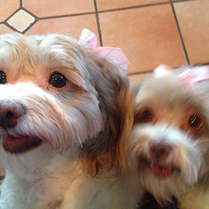 Roy Hockman, with LAH Commercial Real Estate, loves his two Havanese dogs.